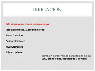 IRRIGACIÓN

Esta irrigado por ramas de las arterias :

Torácica interna/Mamaria interna

Aorta Torácica

Pericardiofrénica

Musculofrénica

Frénica inferior
                                 También por las ramas pericárdicas de las
                                 ART. bronquiales, esofágicas y frénicas.
 