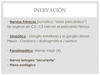 INERVACIÓN

• Nervios Frénicos (somático “dolor pericárdico”)
Se originan en C3 - C5 inervan el pericardio fibroso.

• Simpático - Ganglio estrellado y el ganglio dorsal.
Plexos - Cardiaco / diafragmático / aórtico

• Parasimpático -Nervio Vago (X)

• Nervio laríngeo “recurrente”
• Plexo esofágico
 