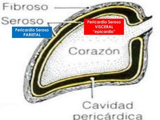 Pericardio Seroso
                        VISCERAL
Pericardio Seroso      “epicardio”
    PARIETAL
 