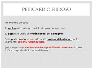 PERICARDIO FIBROSO

Tiene forma de cono

Su vértice esta en la adventicia de los grandes vasos.

Su base esta unida al tendón central del diafragma.

En su parte anterior se une a la parte posterior del esternón por los
ligamentos ESTERNOPERICARDICOS.

(estas inserciones mantendrán fija la posición del corazón en la caja
torácica a parte de limitar su distensión.)
 