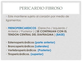 PERICARDIO FIBROSO
• Este mantiene sujeto al corazón por medio de
ligamentos:

• FRENOPERICARDICOS (Derecho / Izquierdo /
  Anterior / Posterior ) { SE CONTINUAN CON EL
  TENDON CENTRAL DEL DIAFRAGMA } (BASE)

•   Esternopericárdicos (parte anterior)
•   Broncopericárdicos (Laterales)
•   Vertebropericárdicos (Posterior)
•   Tiropericárdicos. (superior)
 