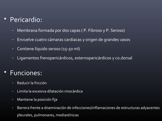 • Pericardio:
- Membrana formada por dos capas ( P. Fibroso y P. Seroso)
- Envuelve cuatro cámaras cardiacas y origen de grandes vasos
- Contiene líquido seroso (15-50 ml)
- Ligamentos frenopericárdicos, esternopericárdicos y co.dorsal
• Funciones:
- Reducir la fricción
- Limita la excesiva dilatación miocárdica
- Mantiene la posición fija
- Barrera frente a diseminación de infecciones/inflamaciones de estructuras adyacentes
pleurales, pulmonares, mediastínicas
 