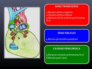 SENO TRANSVERSO
1.Receso aórtico superior
2.Receso aórtico inferior
3.Recesos de las arterias pulmonares
D e I
SENO TRANSVERSO
1.Receso aórtico superior
2.Receso aórtico inferior
3.Recesos de las arterias pulmonares
D e I
SENO OBLICUO
4.Receso pericárdico posterior
SENO OBLICUO
4.Receso pericárdico posterior
CAVIDAD PERICÁRDICA
5.Recesos venosos pulmonares D e I
6.Receso post-cava
CAVIDAD PERICÁRDICA
5.Recesos venosos pulmonares D e I
6.Receso post-cava
1
3
4
6
5
 
