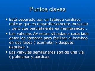 Puntos claves Está separado por un tabique cardiaco oblicuo que es mayoritariamente muscular , pero que parcialmente es membranoso . Las válvulas AV estan situadas a cada lado entre las cámaras para facilitar el bombeo en dos fases ( acumular y después expulsar ). Las válvulas semilunares son de una vía ( pulmonar y aórtica) 