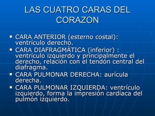 LAS CUATRO CARAS DEL CORAZON CARA ANTERIOR (esterno costal): ventrículo derecho. CARA DIAFRAGMÁTICA (inferior) : ventrículo izquierdo y principalmente el derecho, relación con el tendón central del diafragma. CARA PULMONAR DERECHA: aurícula derecha. CARA PULMONAR IZQUIERDA: ventrículo izquierdo, forma la impresión cardíaca del pulmón izquierdo.  