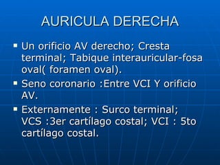 AURICULA DERECHA Un orificio AV derecho; Cresta terminal; Tabique interauricular-fosa oval( foramen oval). Seno coronario :Entre VCI Y orificio AV. Externamente : Surco terminal; VCS :3er cartílago costal; VCI : 5to cartílago costal. 