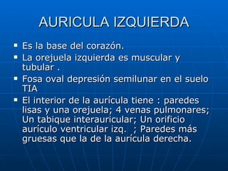 AURICULA IZQUIERDA Es la base del corazón. La orejuela izquierda es muscular y tubular . Fosa oval depresión semilunar en el suelo TIA El interior de la aurícula tiene : paredes lisas y una orejuela; 4 venas pulmonares; Un tabique interauricular; Un orificio aurículo ventricular izq.  ; Paredes más gruesas que la de la aurícula derecha. 