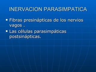 INERVACION PARASIMPATICA Fibras presinápticas de los nervios vagos . Las células parasimpáticas postsinápticas. 