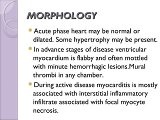 MORPHOLOGY
Acute    phase heart may be normal or
 dilated. Some hypertrophy may be present.
In advance stages of disease ventricular
 myocardium is flabby and often mottled
 with minute hemorrhagic lesions.Mural
 thrombi in any chamber.
During active disease myocarditis is mostly
 associated with interstitial inflammatory
 infiltrate associated with focal myocyte
 necrosis.
 