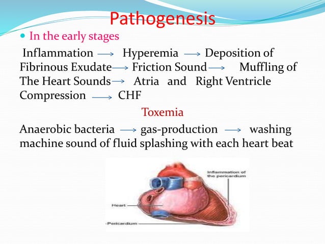 Pericarditis in animals | PPT