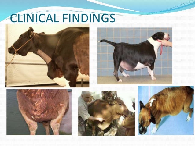 Pericarditis in animals