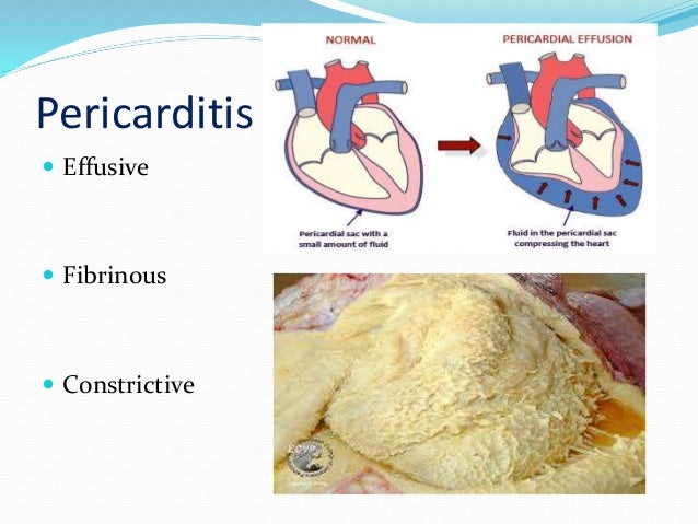 Pericarditis in animals