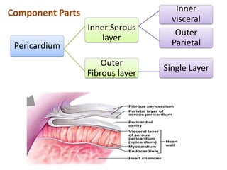 Component Parts                      Inner
                                    visceral
                  Inner Serous
                                     Outer
                      layer
 Pericardium                        Parietal

                      Outer
                                  Single Layer
                  Fibrous layer
 