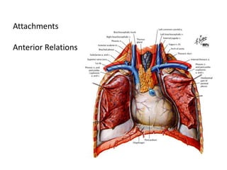 Attachments

Anterior Relations
 