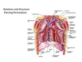 Relations and Structure
Piercing Pericardium
 