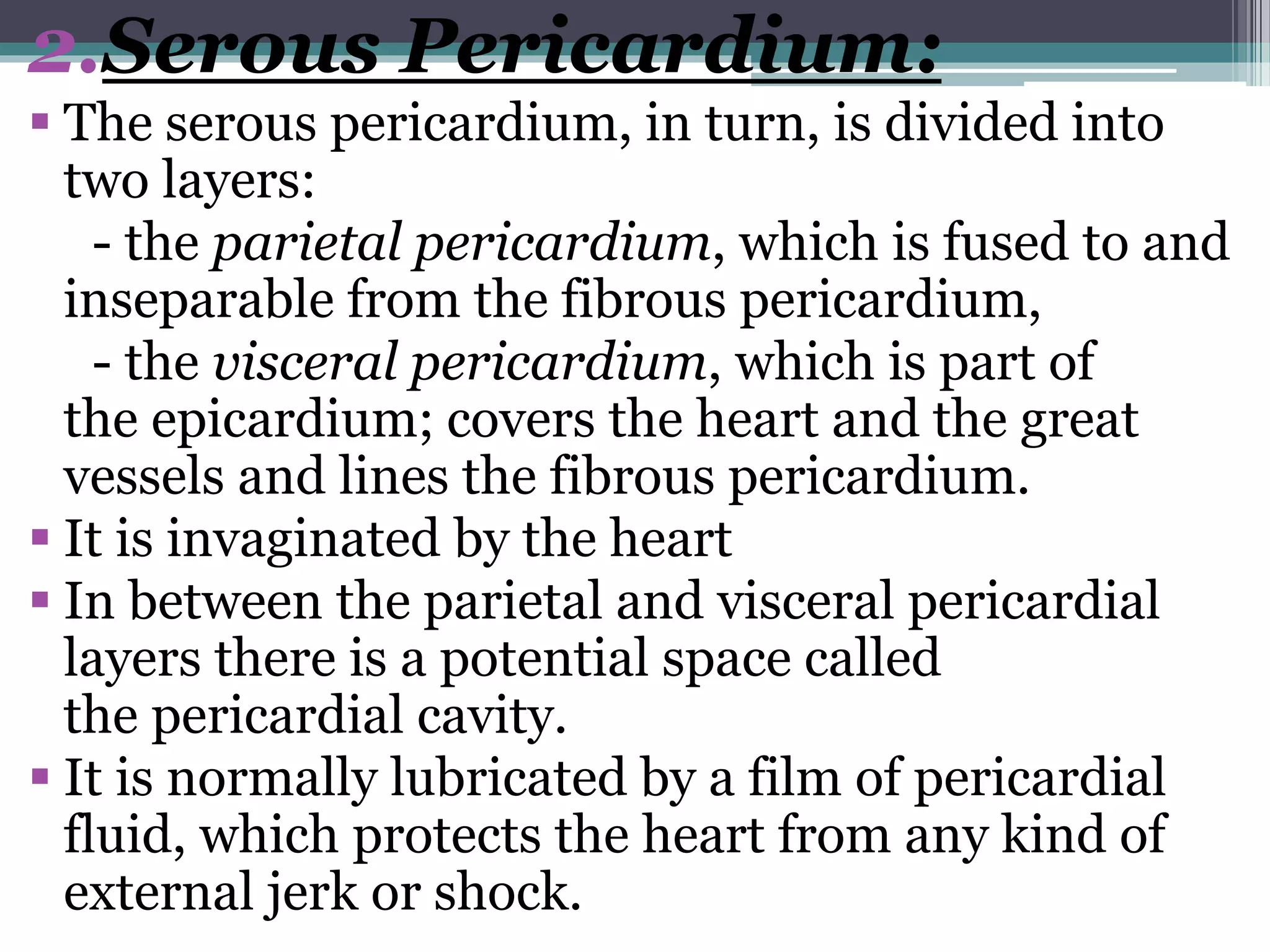 2.Serous Pericardium: 
 The serous pericardium, in turn, is divided into 
two layers: 
- the parietal pericardium, which is fused to and 
inseparable from the fibrous pericardium, 
- the visceral pericardium, which is part of 
the epicardium; covers the heart and the great 
vessels and lines the fibrous pericardium. 
 It is invaginated by the heart 
 In between the parietal and visceral pericardial 
layers there is a potential space called 
the pericardial cavity. 
 It is normally lubricated by a film of pericardial 
fluid, which protects the heart from any kind of 
external jerk or shock. 
 