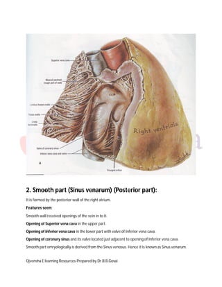 2. Smooth part (Sinus venarum) (Posterior part):
It is formed by the posterior wall of the right atrium.

Features seen:
Smooth wall received openings of the vein in to it.
Opening of Superior vena cava in the upper part.
Opening of Inferior vena cava in the lower part with valve of Inferior vena cava.
Opening of coronary sinus and its valve located just adjacent to opening of Inferior vena cava.
Smooth part emryologically is derived from the Sinus venosus. Hence it is known as Sinus venarum.
Ojvensha E learning Resources-Prepared by Dr.B.B.Gosai

 