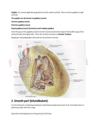 Papillae: It is conical nipple like projections from the wall of ventricle. There are three papillae in right
ventricle.
The papillae are also known as papillary muscles.
Anterior papillary muscle
Posterior papillary muscle
Septal papillary muscle (formed by small multiple papillae)
From the apex of the papillary muscles the thin strand extend to the margin of the leaflet (cusp) of the
atrioventricular (tricuspid) valve. These thin strands are known as Chordae Tendinae.
Rough part embryologically is derived from the primitive ventricle.

2. Smooth part (Infundibulum):
It is formed by the out-flowing smooth part which leads to pulmonary trunk. At its termination there is
pulmonary valve with three cusps.

Ojvensha E learning Resources-Prepared by Dr.B.B.Gosai

 