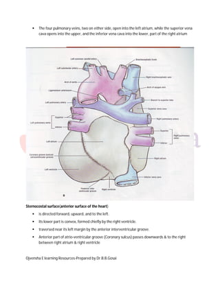 

The four pulmonary veins, two on either side, open into the left atrium, while the superior vena
cava opens into the upper, and the inferior vena cava into the lower, part of the right atrium

Sternocostal surface(anterior surface of the heart)


is directed forward, upward, and to the left.



Its lower part is convex, formed chiefly by the right ventricle.



traversed near its left margin by the anterior interventricular groove.



Anterior part of atrio-ventricular groove (Coronary sulcus) passes downwards & to the right
between right atrium & right ventricle

Ojvensha E learning Resources-Prepared by Dr.B.B.Gosai

 
