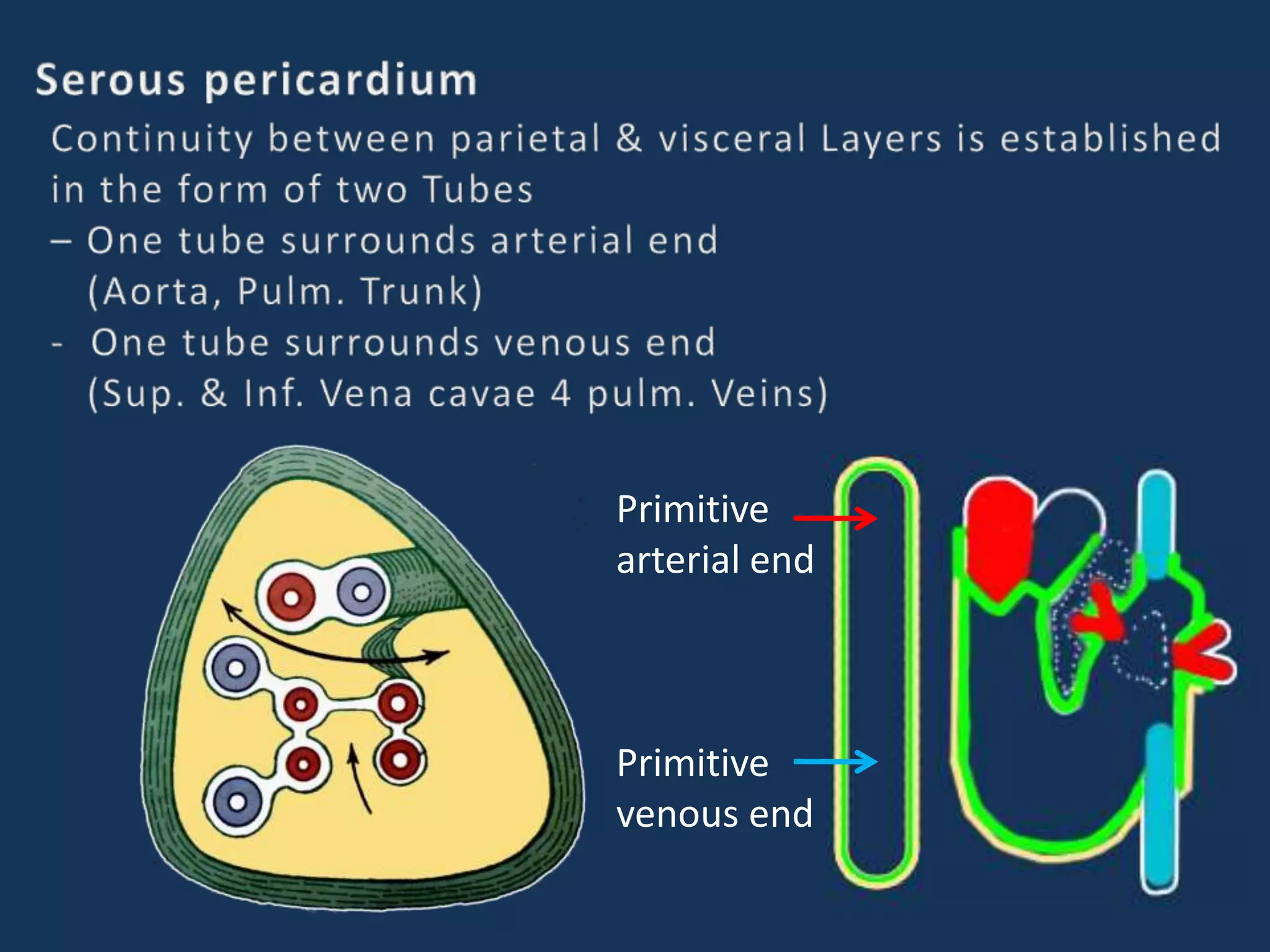 Primitive
arterial end
Primitive
venous end
 