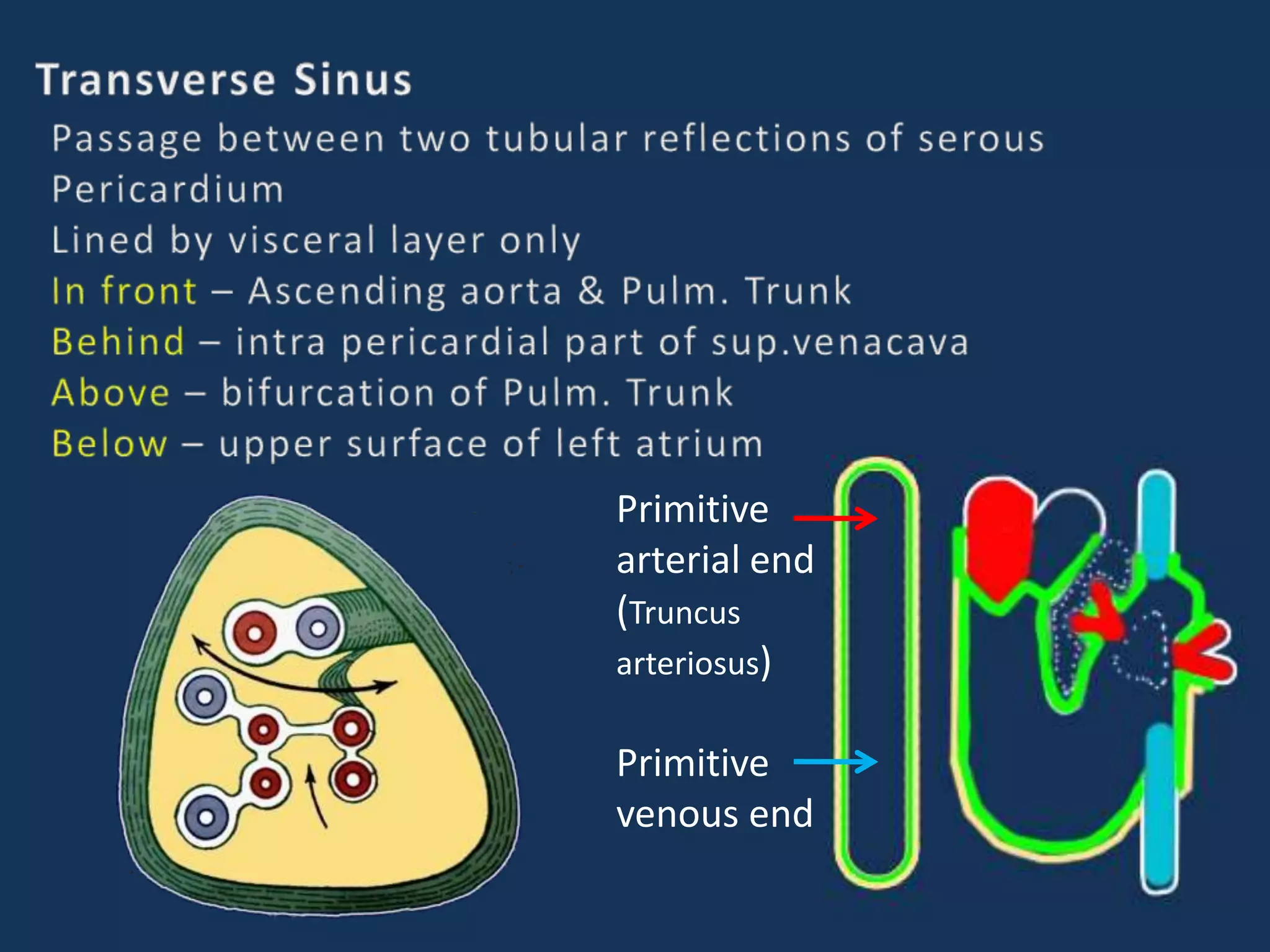 Primitive
arterial end
(Truncus
arteriosus)
Primitive
venous end
 
