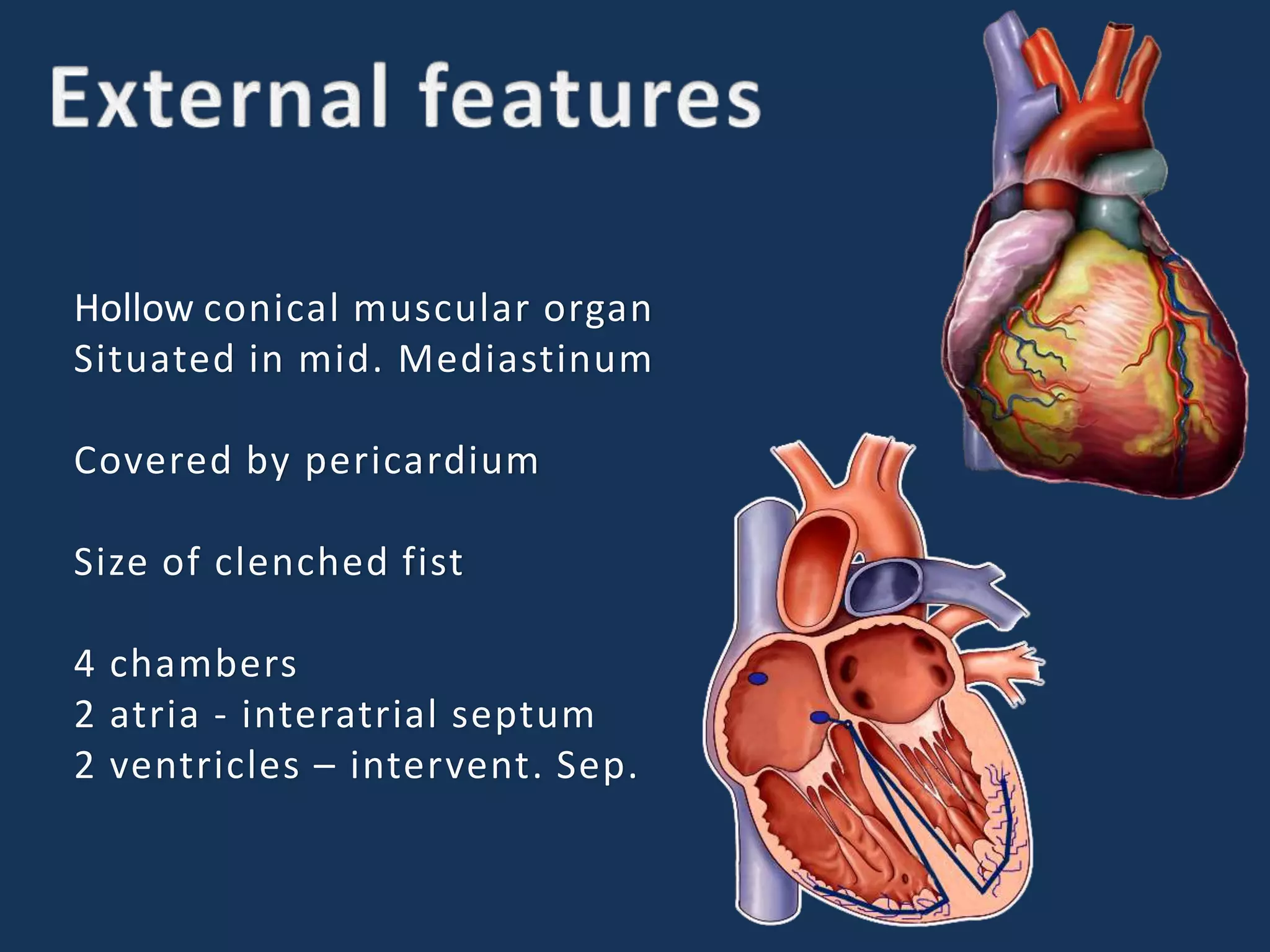 Hollow conical muscular organ
Situated in mid. Mediastinum
Covered by pericardium
Size of clenched fist
4 chambers
2 atria - interatrial septum
2 ventricles – intervent. Sep.
 