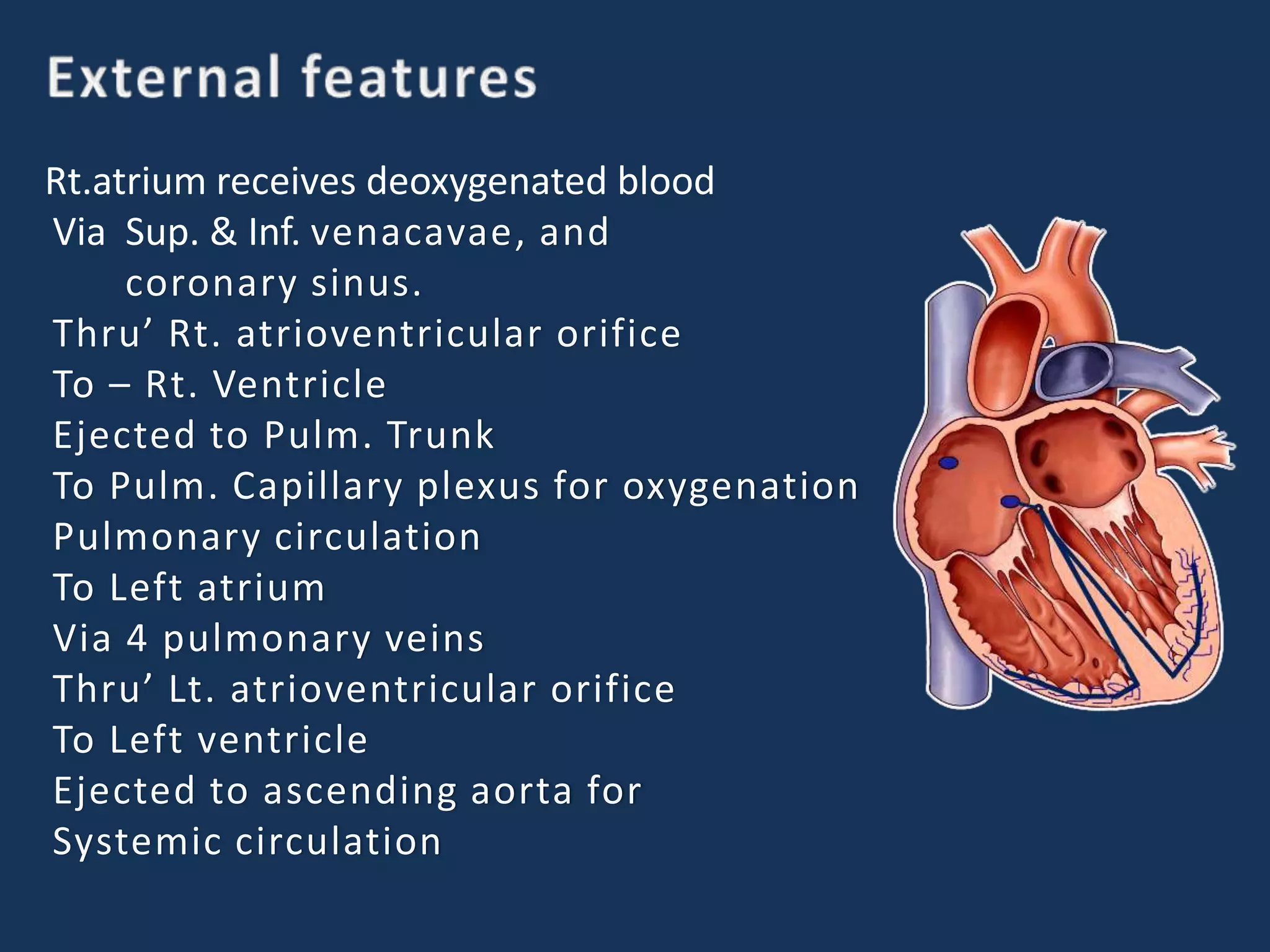Rt.atrium receives deoxygenated blood
Via Sup. & Inf. venacavae, and
coronary sinus.
Thru’ Rt. atrioventricular orifice
To – Rt. Ventricle
Ejected to Pulm. Trunk
To Pulm. Capillary plexus for oxygenation
Pulmonary circulation
To Left atrium
Via 4 pulmonary veins
Thru’ Lt. atrioventricular orifice
To Left ventricle
Ejected to ascending aorta for
Systemic circulation
 