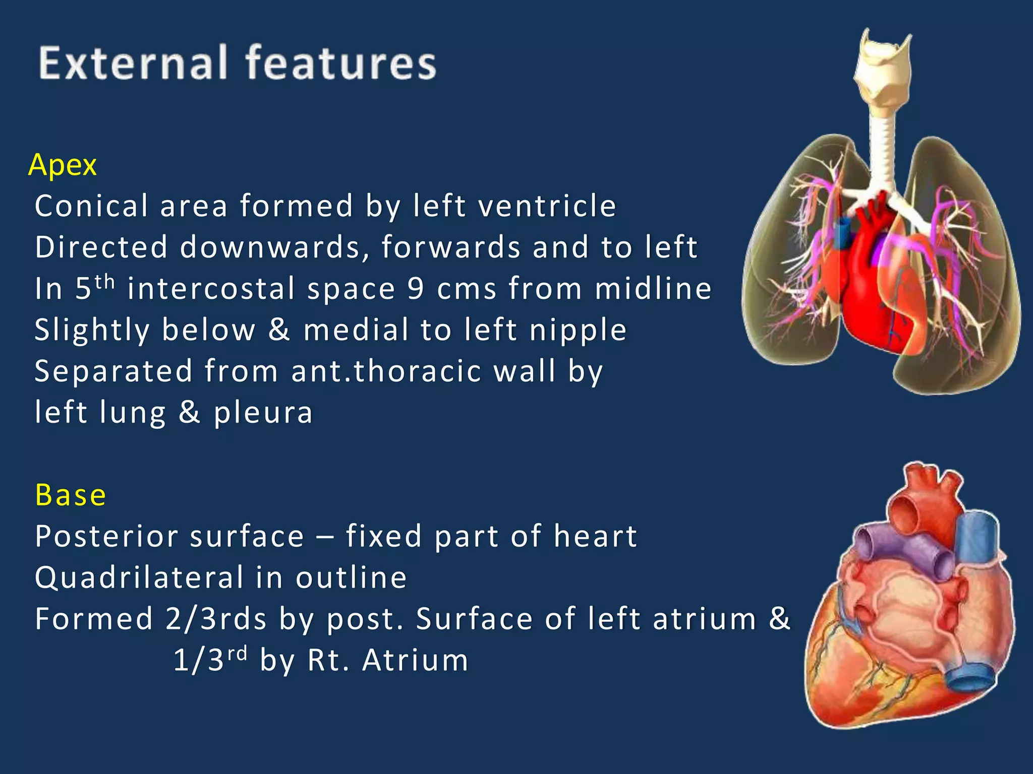Apex
Conical area formed by left ventricle
Directed downwards, forwards and to left
In 5th intercostal space 9 cms from midline
Slightly below & medial to left nipple
Separated from ant.thoracic wall by
left lung & pleura
Base
Posterior surface – fixed part of heart
Quadrilateral in outline
Formed 2/3rds by post. Surface of left atrium &
1/3rd by Rt. Atrium
 