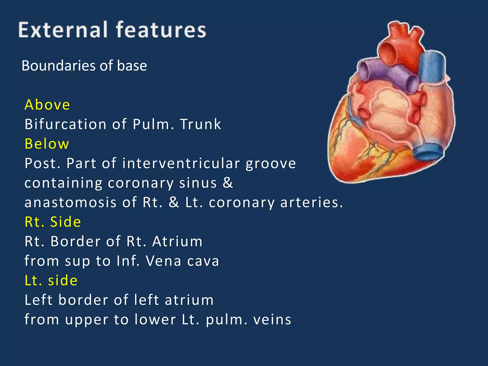 Boundaries of base
Above
Bifurcation of Pulm. Trunk
Below
Post. Part of interventricular groove
containing coronary sinus &
anastomosis of Rt. & Lt. coronary arteries.
Rt. Side
Rt. Border of Rt. Atrium
from sup to Inf. Vena cava
Lt. side
Left border of left atrium
from upper to lower Lt. pulm. veins
 