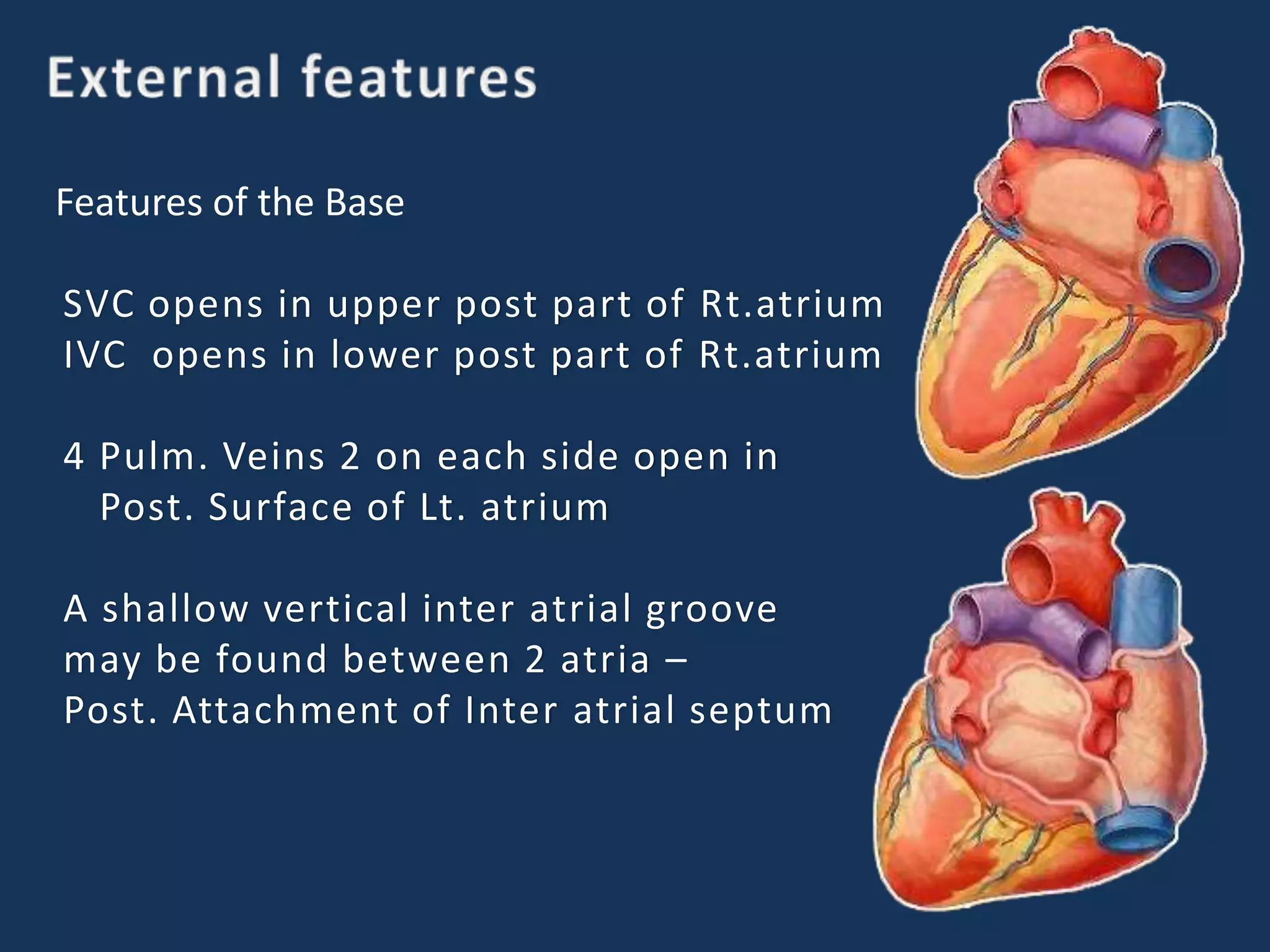 Features of the Base
SVC opens in upper post part of Rt.atrium
IVC opens in lower post part of Rt.atrium
4 Pulm. Veins 2 on each side open in
Post. Surface of Lt. atrium
A shallow vertical inter atrial groove
may be found between 2 atria –
Post. Attachment of Inter atrial septum
 