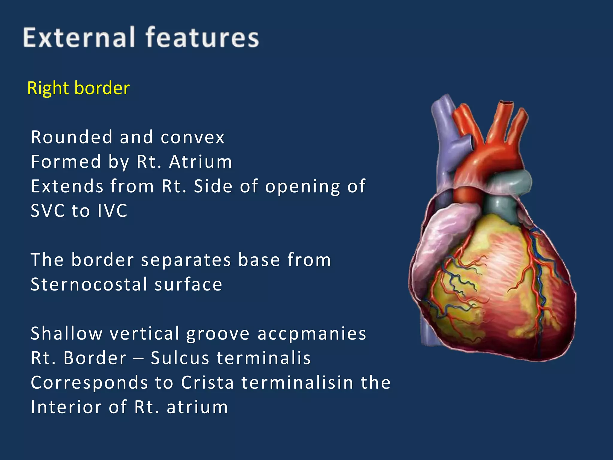 Right border
Rounded and convex
Formed by Rt. Atrium
Extends from Rt. Side of opening of
SVC to IVC
The border separates base from
Sternocostal surface
Shallow vertical groove accpmanies
Rt. Border – Sulcus terminalis
Corresponds to Crista terminalisin the
Interior of Rt. atrium
 