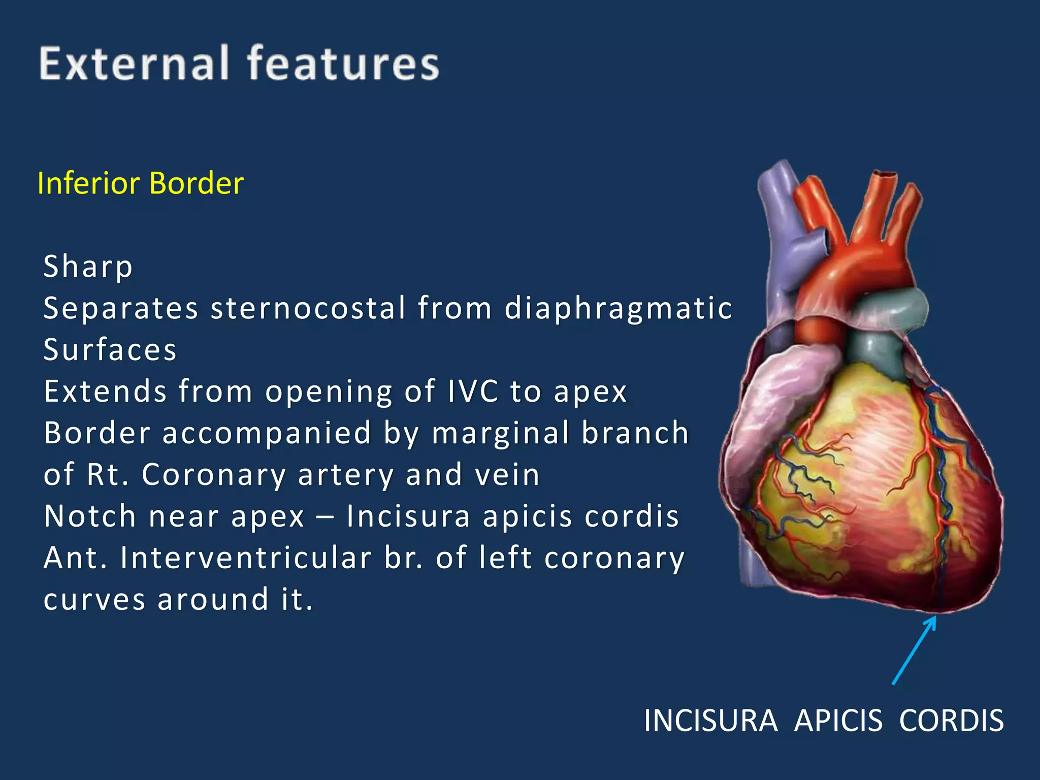 INCISURA APICIS CORDIS
Inferior Border
Sharp
Separates sternocostal from diaphragmatic
Surfaces
Extends from opening of IVC to apex
Border accompanied by marginal branch
of Rt. Coronary artery and vein
Notch near apex – Incisura apicis cordis
Ant. Interventricular br. of left coronary
curves around it.
 