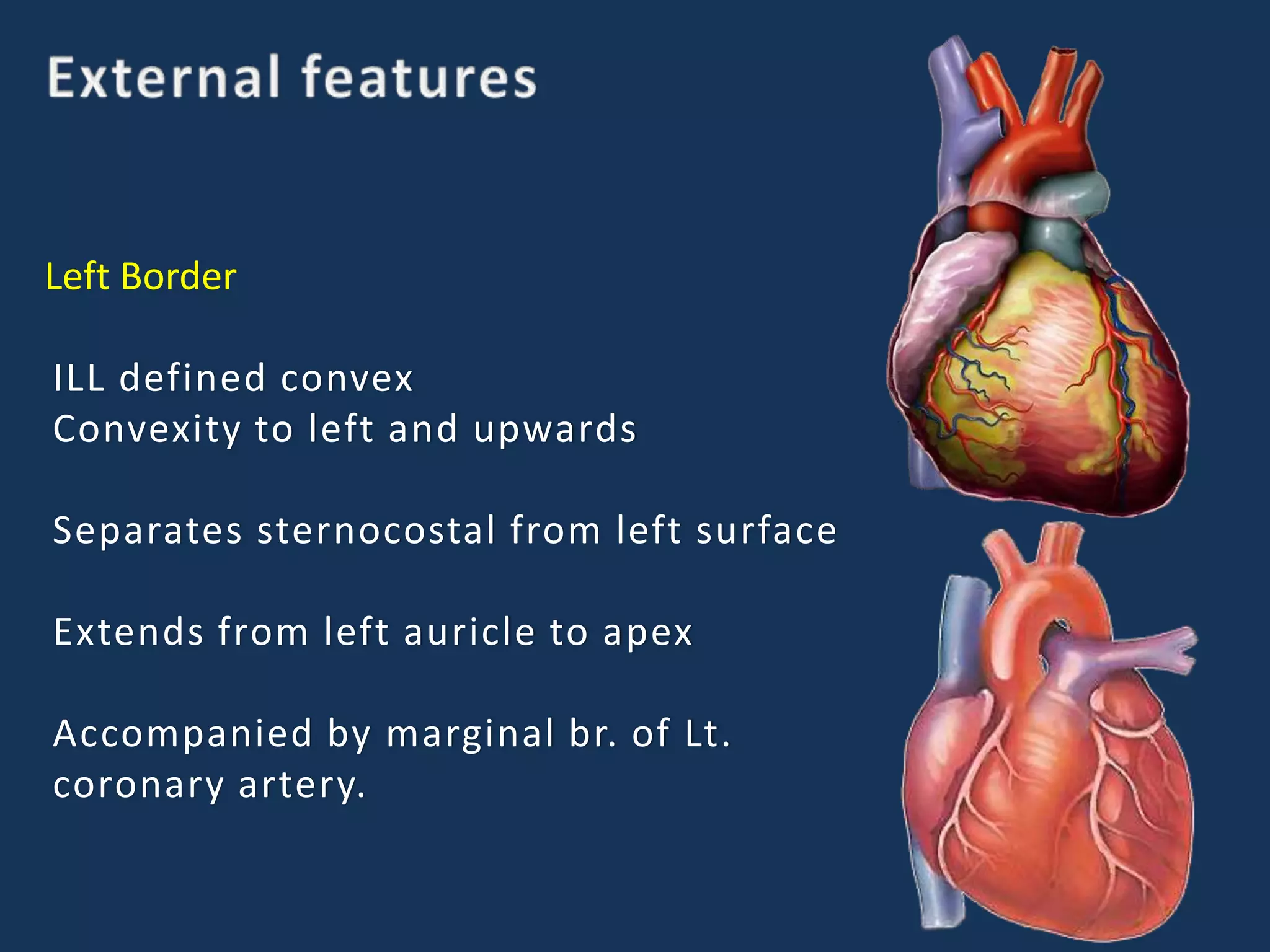 Left Border
ILL defined convex
Convexity to left and upwards
Separates sternocostal from left surface
Extends from left auricle to apex
Accompanied by marginal br. of Lt.
coronary artery.
 