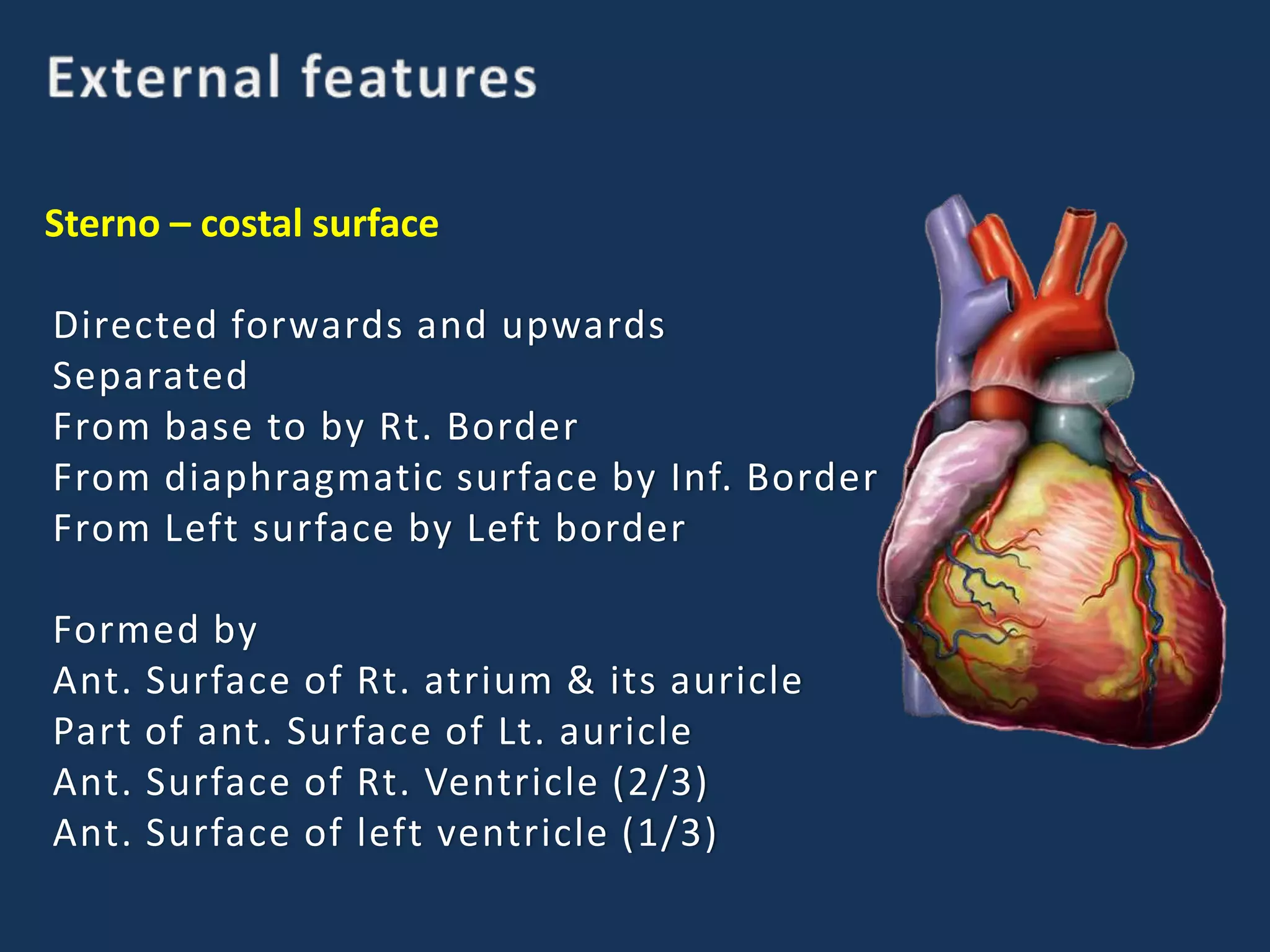 Sterno – costal surface
Directed forwards and upwards
Separated
From base to by Rt. Border
From diaphragmatic surface by Inf. Border
From Left surface by Left border
Formed by
Ant. Surface of Rt. atrium & its auricle
Part of ant. Surface of Lt. auricle
Ant. Surface of Rt. Ventricle (2/3)
Ant. Surface of left ventricle (1/3)
 