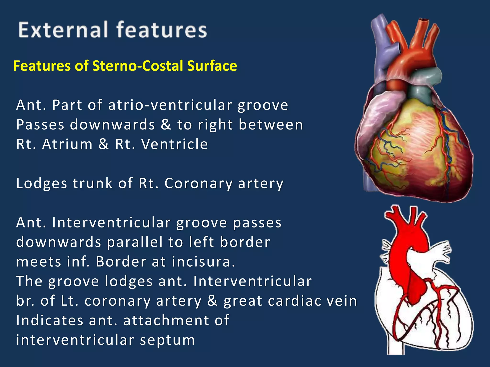Features of Sterno-Costal Surface
Ant. Part of atrio-ventricular groove
Passes downwards & to right between
Rt. Atrium & Rt. Ventricle
Lodges trunk of Rt. Coronary artery
Ant. Interventricular groove passes
downwards parallel to left border
meets inf. Border at incisura.
The groove lodges ant. Interventricular
br. of Lt. coronary artery & great cardiac vein
Indicates ant. attachment of
interventricular septum
 