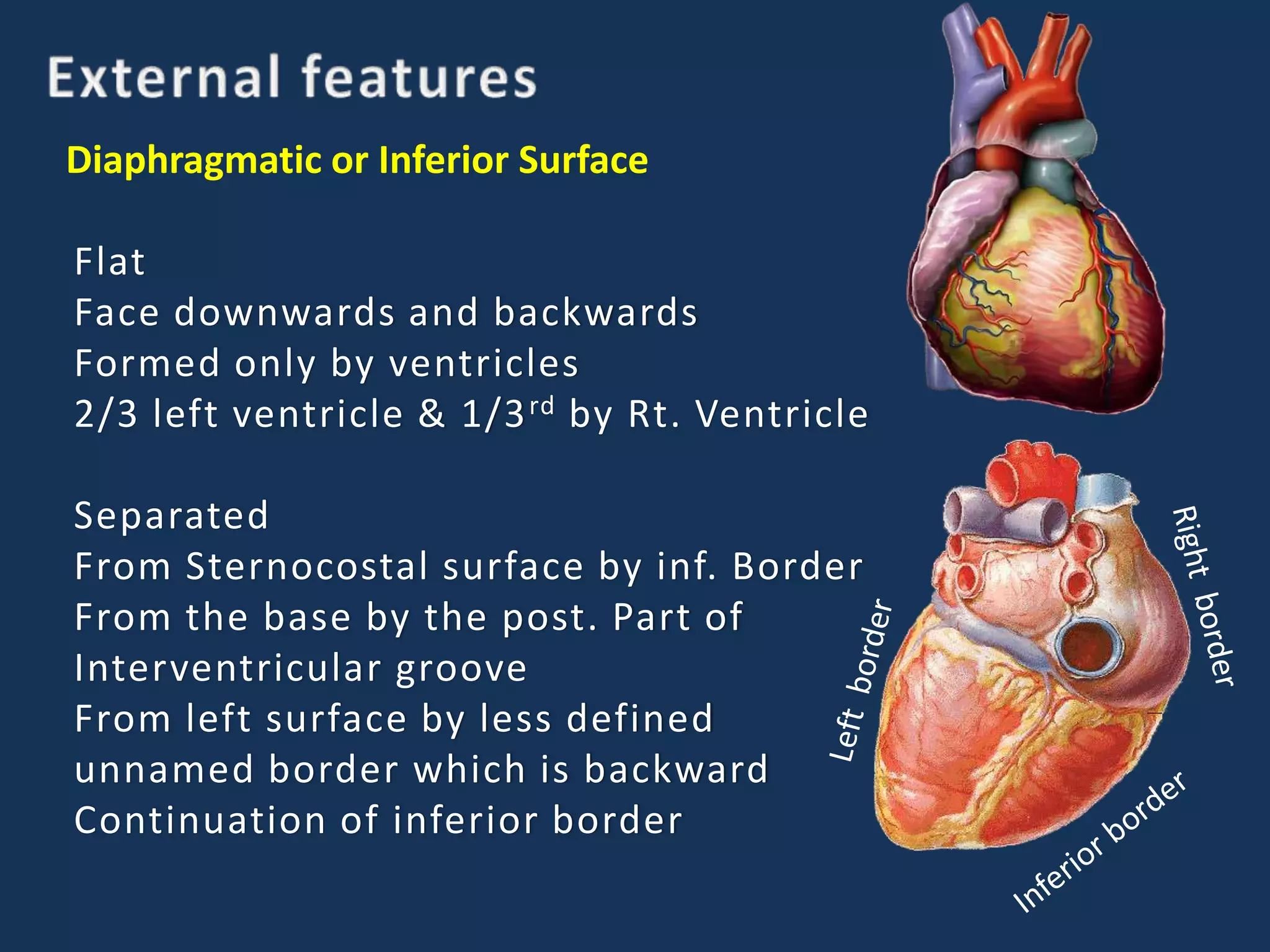 Diaphragmatic or Inferior Surface
Flat
Face downwards and backwards
Formed only by ventricles
2/3 left ventricle & 1/3rd by Rt. Ventricle
Separated
From Sternocostal surface by inf. Border
From the base by the post. Part of
Interventricular groove
From left surface by less defined
unnamed border which is backward
Continuation of inferior border
 