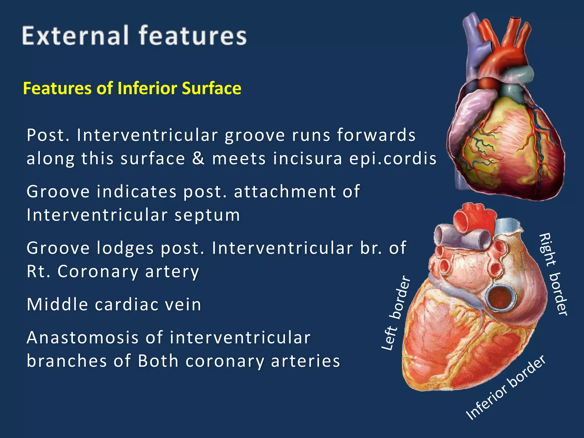 Features of Inferior Surface
Post. Interventricular groove runs forwards
along this surface & meets incisura epi.cordis
Groove indicates post. attachment of
Interventricular septum
Groove lodges post. Interventricular br. of
Rt. Coronary artery
Middle cardiac vein
Anastomosis of interventricular
branches of Both coronary arteries
 