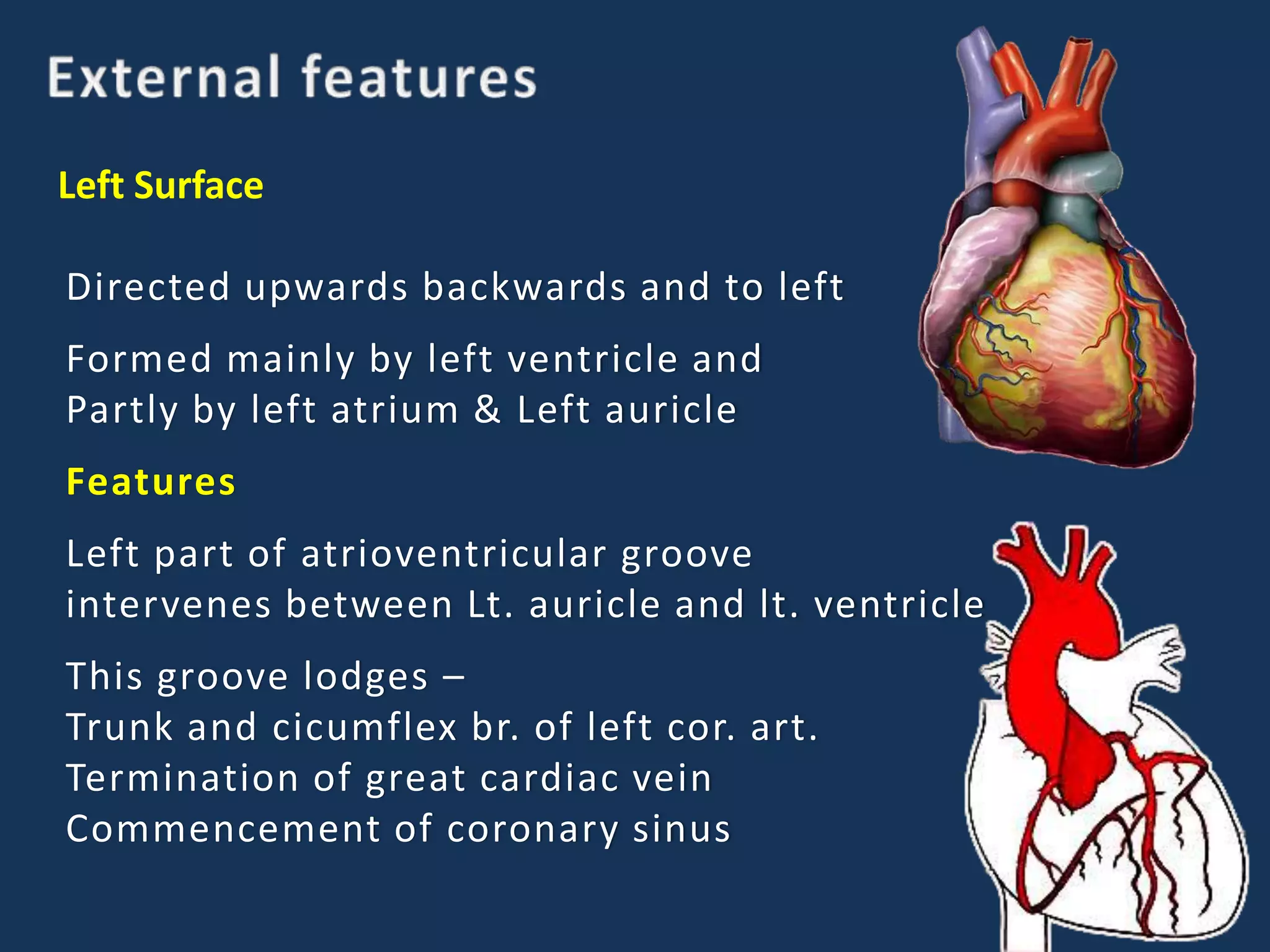 Left Surface
Directed upwards backwards and to left
Formed mainly by left ventricle and
Partly by left atrium & Left auricle
Features
Left part of atrioventricular groove
intervenes between Lt. auricle and lt. ventricle
This groove lodges –
Trunk and cicumflex br. of left cor. art.
Termination of great cardiac vein
Commencement of coronary sinus
 