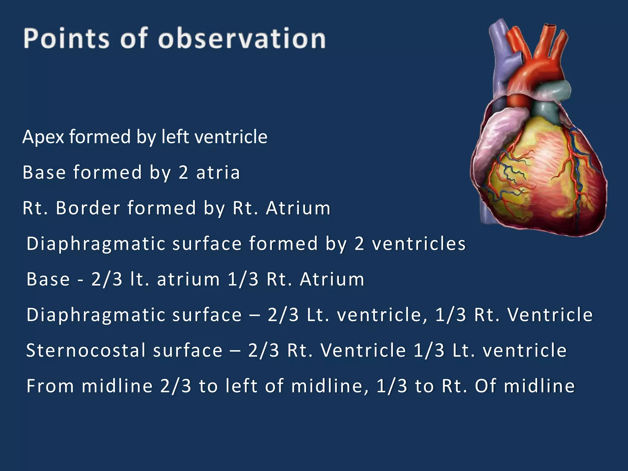 Apex formed by left ventricle
Base formed by 2 atria
Rt. Border formed by Rt. Atrium
Diaphragmatic surface formed by 2 ventricles
Base - 2/3 lt. atrium 1/3 Rt. Atrium
Diaphragmatic surface – 2/3 Lt. ventricle, 1/3 Rt. Ventricle
Sternocostal surface – 2/3 Rt. Ventricle 1/3 Lt. ventricle
From midline 2/3 to left of midline, 1/3 to Rt. Of midline
 