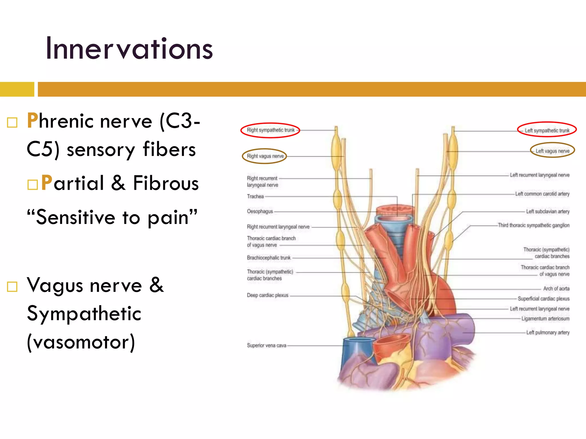 Innervations
Phrenic nerve (C3-
C5) sensory fibers
Partial & Fibrous
“Sensitive to pain”
Vagus nerve &
Sympathetic
(vasomotor)