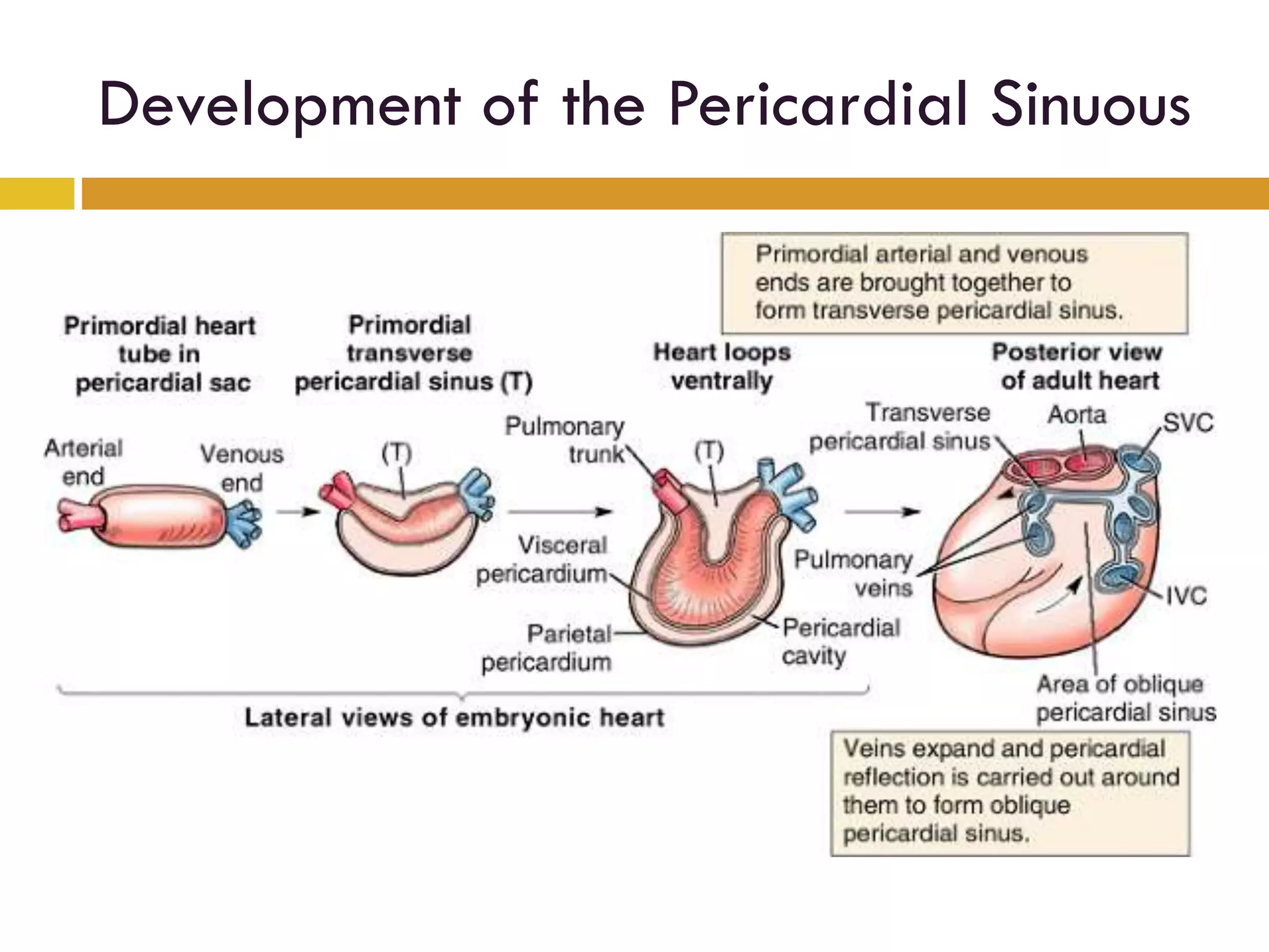 Development of the Pericardial Sinuous