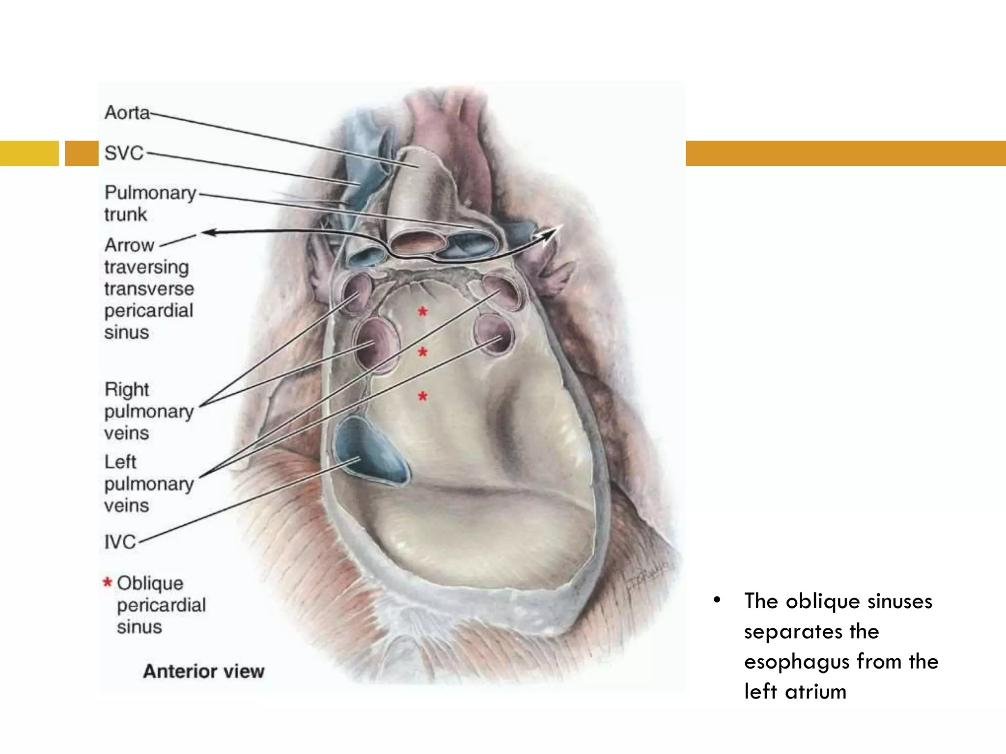 • The oblique sinuses
separates the
esophagus from the
left atrium