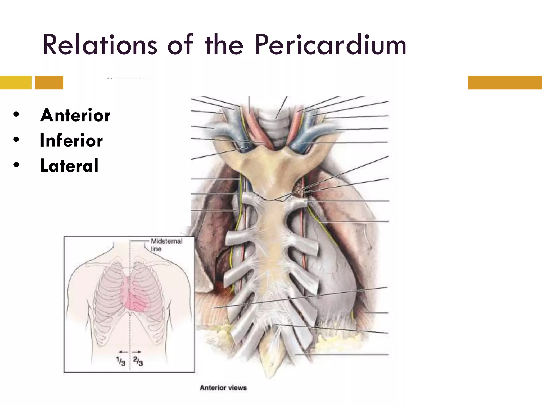 Relations of the Pericardium
• Anterior
• Inferior
• Lateral