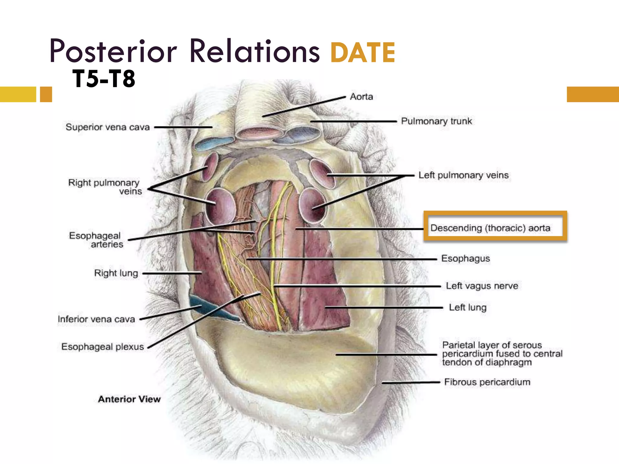 Posterior Relations DATE
T5-T8