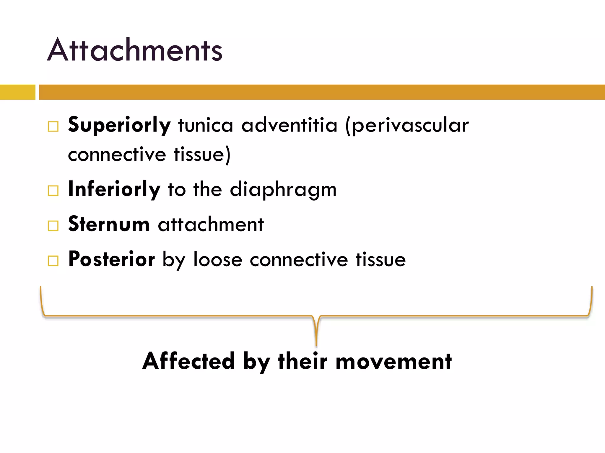 Attachments
Superiorly tunica adventitia (perivascular
connective tissue)
Inferiorly to the diaphragm
Sternum attachment
Posterior by loose connective tissue
Affected by their movement