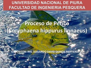 UNIVERSIDAD NACIONAL DE PIURA
FACULTAD DE INGENIERIA PESQUERA



      Proceso de Perico
(Coryphaena hippurus linnaeus)


 EXPOSITOR: ING. EDGARDO DAVID QUINDE RENTERÍA
 