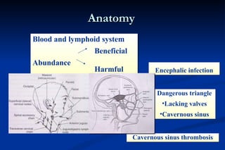 Anatomy Blood and lymphoid system Beneficial Abundance Harmful Dangerous triangle Lacking valves Cavernous sinus Cavernous sinus thrombosis Encephalic infection 