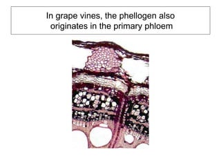 In grape vines, the phellogen also
originates in the primary phloem