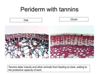 Periderm with tannins
Tannins deter insects and other animals from feeding on bark, adding to
the protective capacity of bark.
Oak Clusia