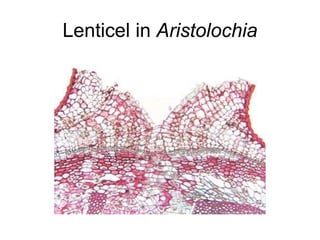 Lenticel in Aristolochia